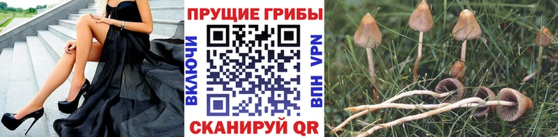 Псилоцибиновые грибы Psilocybine cubensis  закладка  Высоцк 